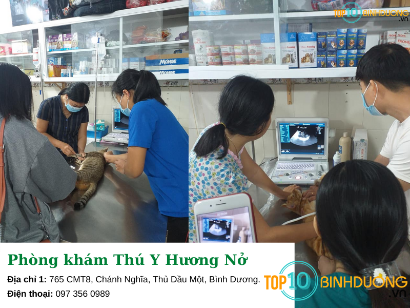 Phòng Khám Thú Y Hương Nở