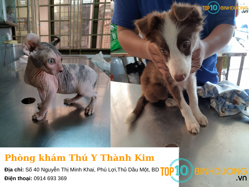 Thú Y Thành Kim