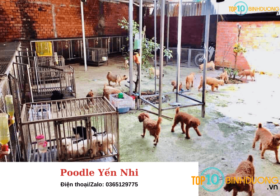 Poodle Yến Nhi