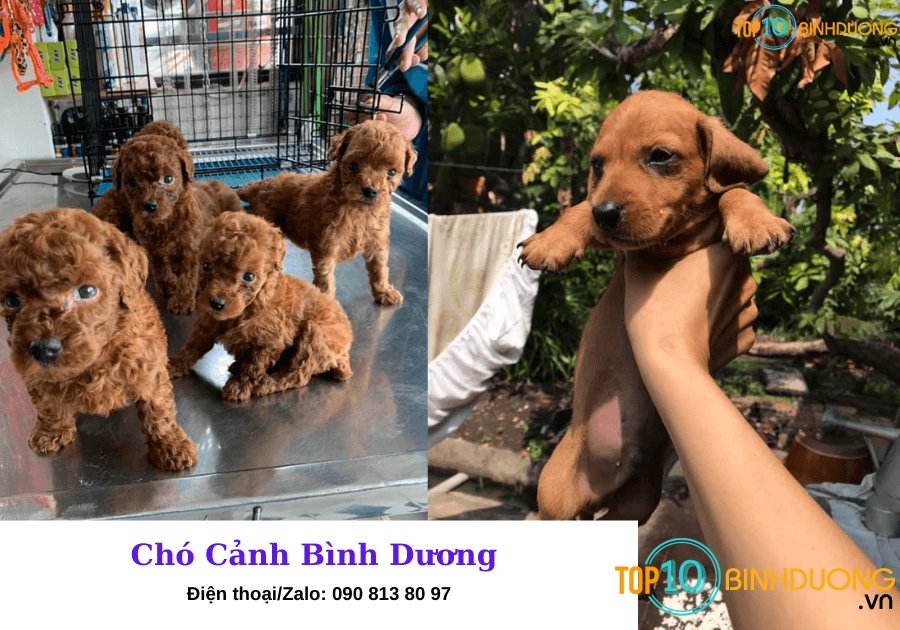 Chó Cảnh Bình Dương