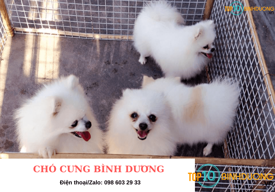 CHÓ CƯNG BÌNH DƯƠNG