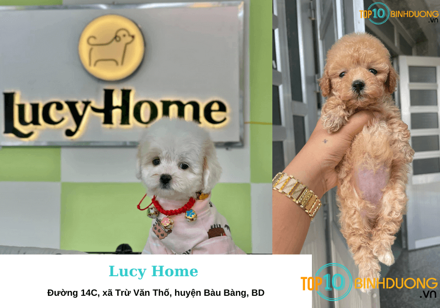 Lucy Home - shop bán chó cảnh Bình Dương