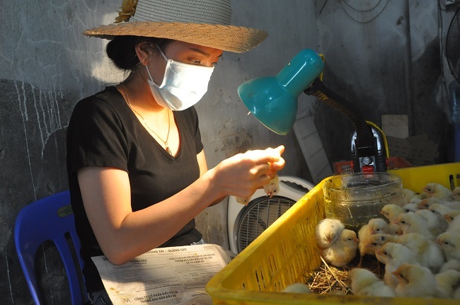 Nghề kỳ lạ, khám hậu môn gà, ít người làm ở Hà Nội