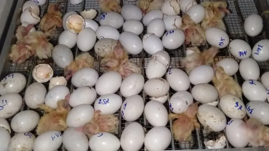 Thời Gian Ấp Nở Trứng Gà Bằng Máy Ấp Trứng Trong Khoảng Bao Lâu?