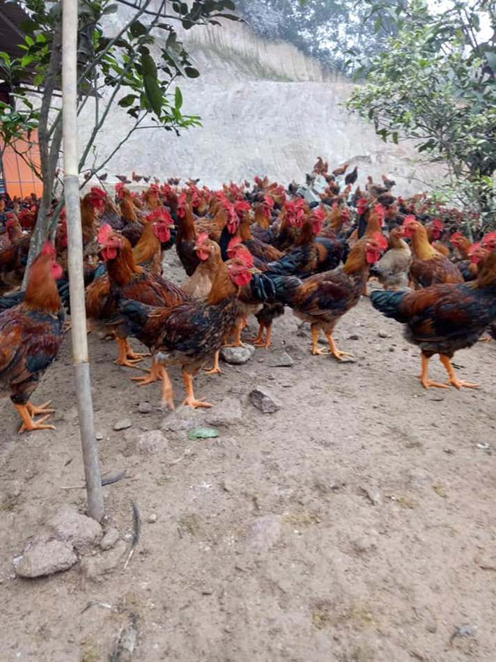 Phân gà bị cầu trùng